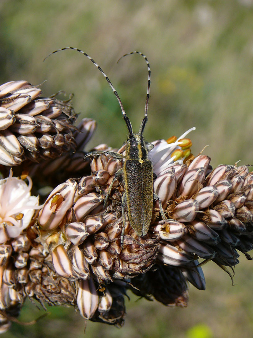 Coleotteri delle Murge